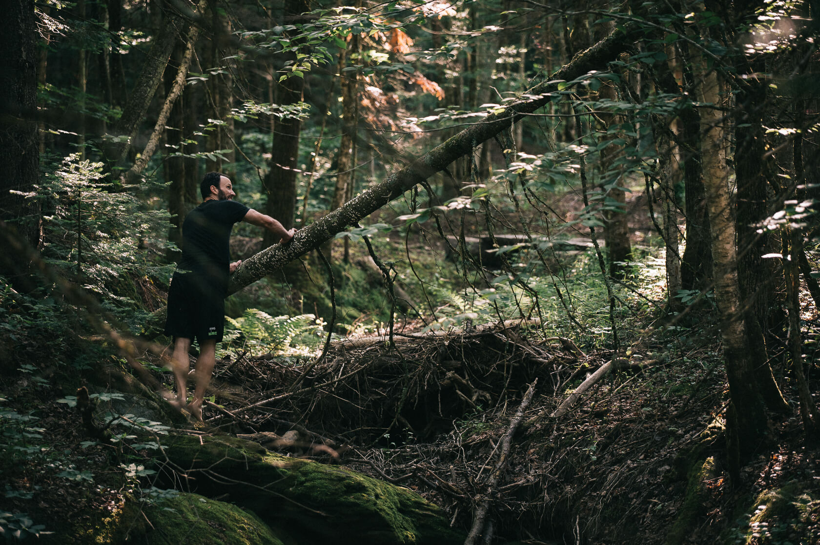 David marche dans les fougères dans le bois au lever du soleil