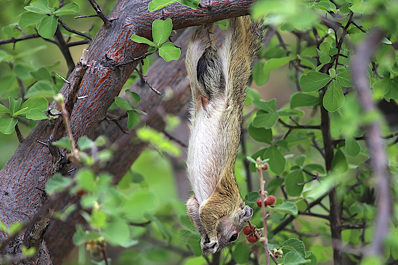 Écureuil accroché la tête en bas dans un arbre